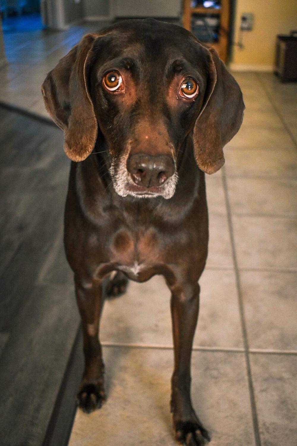 Kona, Nickie’s beloved brown German Shorthaired Pointer, looking up with her beautiful amber eyes